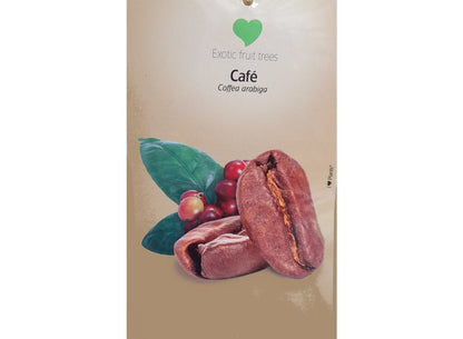 Coffea Arabica M23 60-80cm (planta Del Café)_1