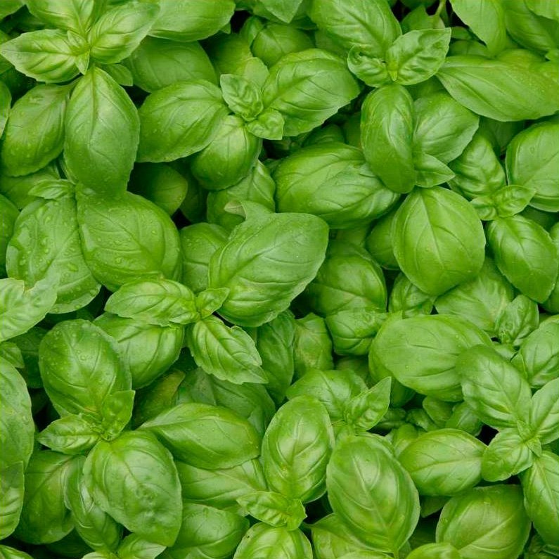 Semillas Albahaca Genovesa Ecológica Biodinámicas Demeter