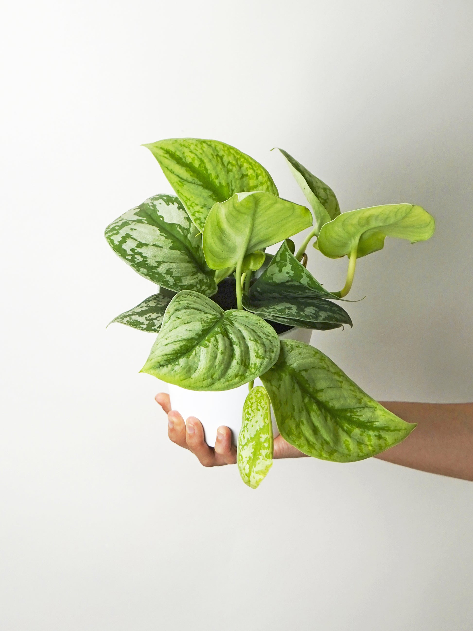 Scindapsus Pictus Trebie | Altura 25cm- Diámetro 12cm