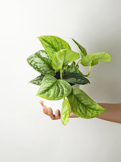 Scindapsus Pictus Trebie | Altura 25cm- Diámetro 12cm