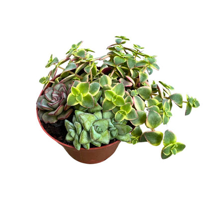 Mix De Suculentas En Maceta De 12 Cm