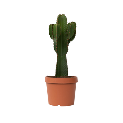 Euforbia Candelabro - Euphorbia Ingens - Altura 85-95cm - ⌀24cm