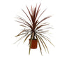 Cordyline Red Star M24 120cm