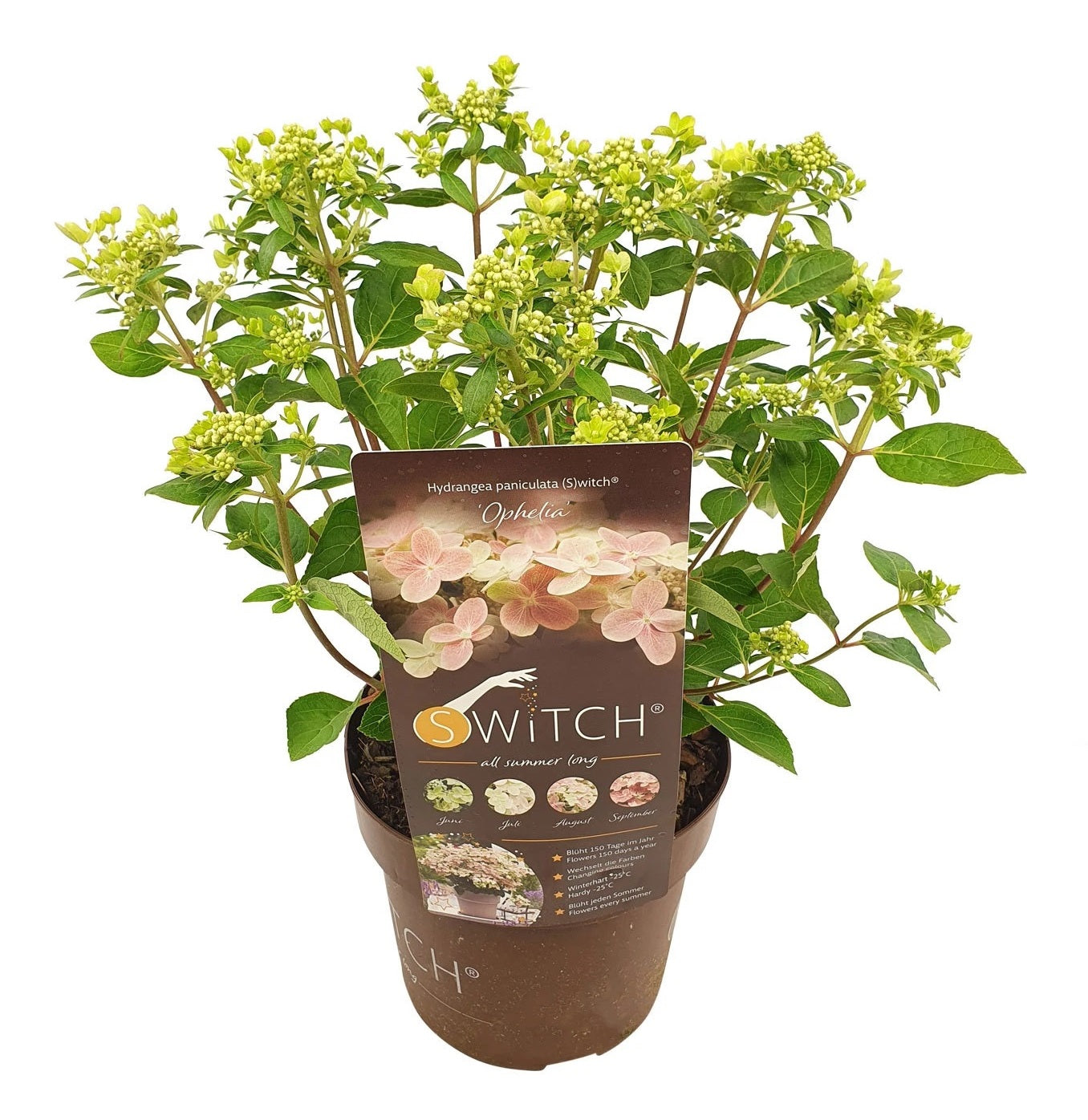Hortensia - Hydrangea Paniculata '(s)witch Ophelia' - Altura 30-40cm - ⌀19cm_0