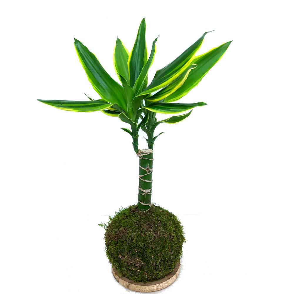 Kokedama Gold Coast 50cm_0