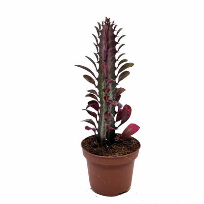 Euphorbia Trigona Rubra Cactus Y Suculentas