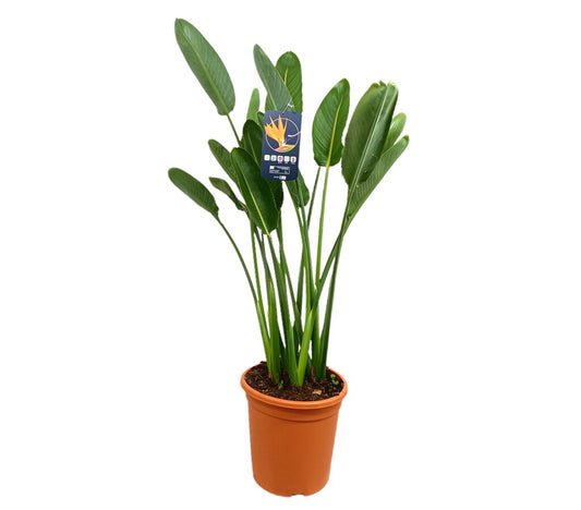 Strelitzia Regina M30 120cm (ave Del Paraíso)_0