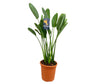 Strelitzia Regina M30 120cm (ave Del Paraíso)