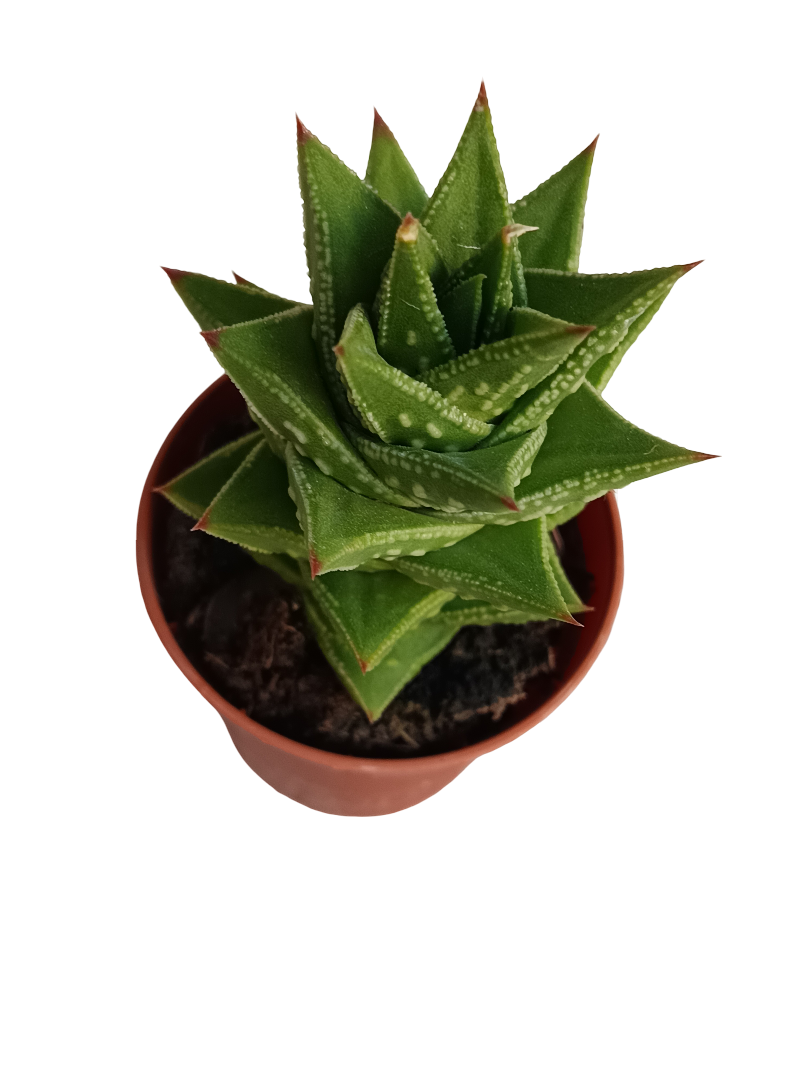 Astrolista bicarinata planta suculenta Ø5 Haworthia