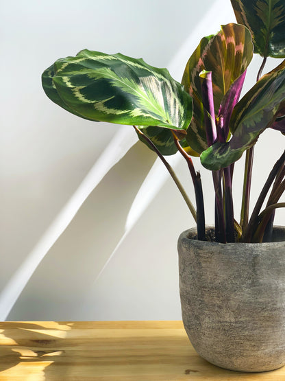 Calathea Medallion | Altura 45cm - Diámetro 14cm