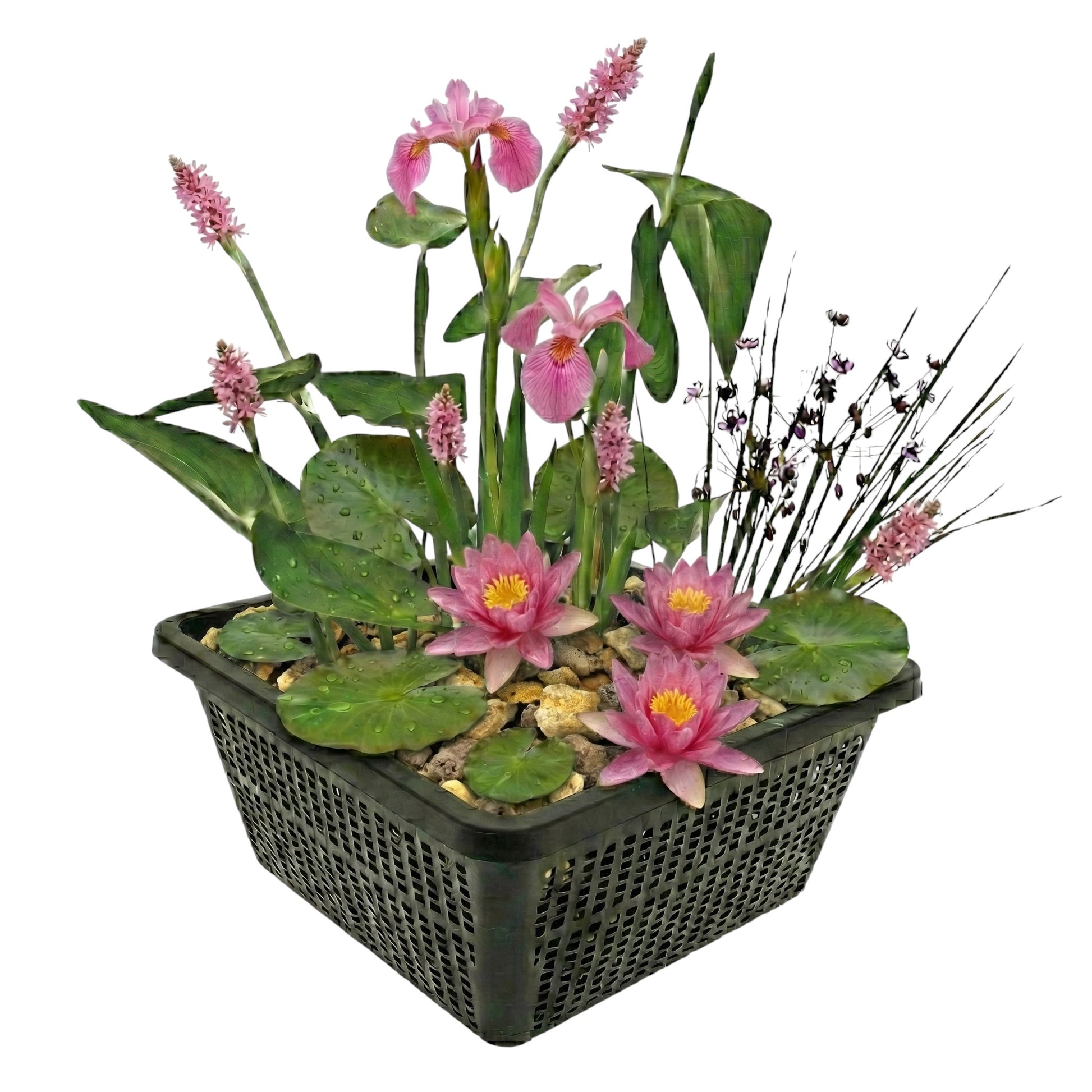 Mini Plantas Estanque Set Rosa - 4 Plantas Cesta Sustrato Abono_0