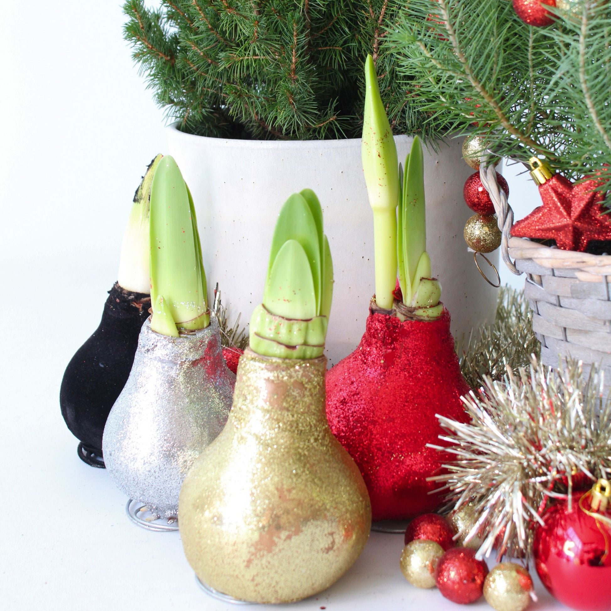 Amarilis - 3 Pzs - Hippeastrum 'glitter Mix' - Bulbo De Flor - Rojo