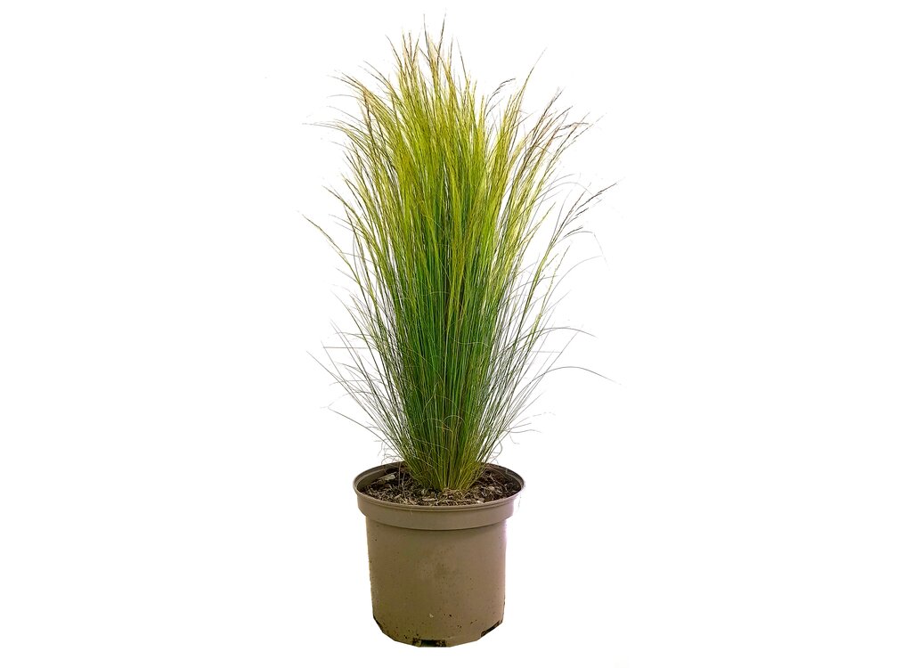 Stipa Tenuissima M22 60cm (hierba Cola De Pony)_0