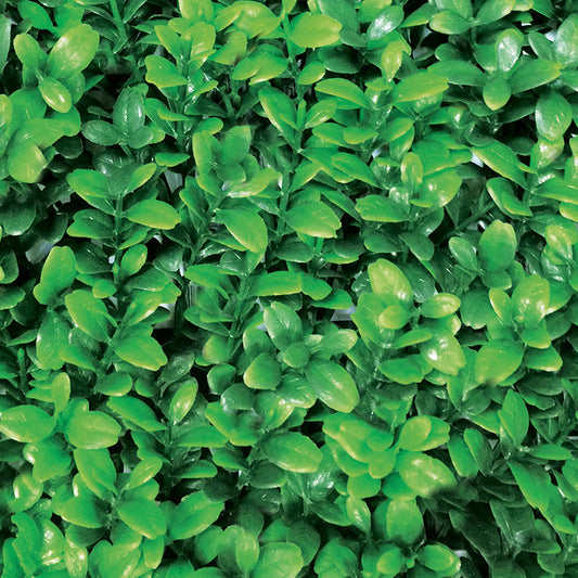 Pack De 4 Losetas De Jardín Vertical Boj Mahón - Transformación Verde 0,5x0,5 M / Multicolor_0