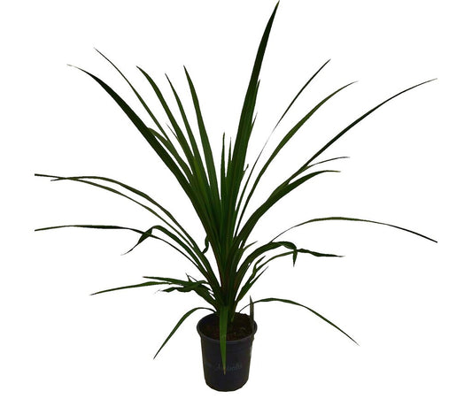 Cordyline Peko M17 60cm_0