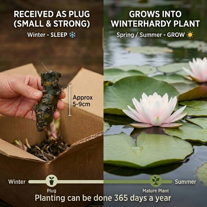 Nenúfar Enano Amarillo - Planta Acuática - Incl. Cesta, Sustrato, Arcilla, Grava_4