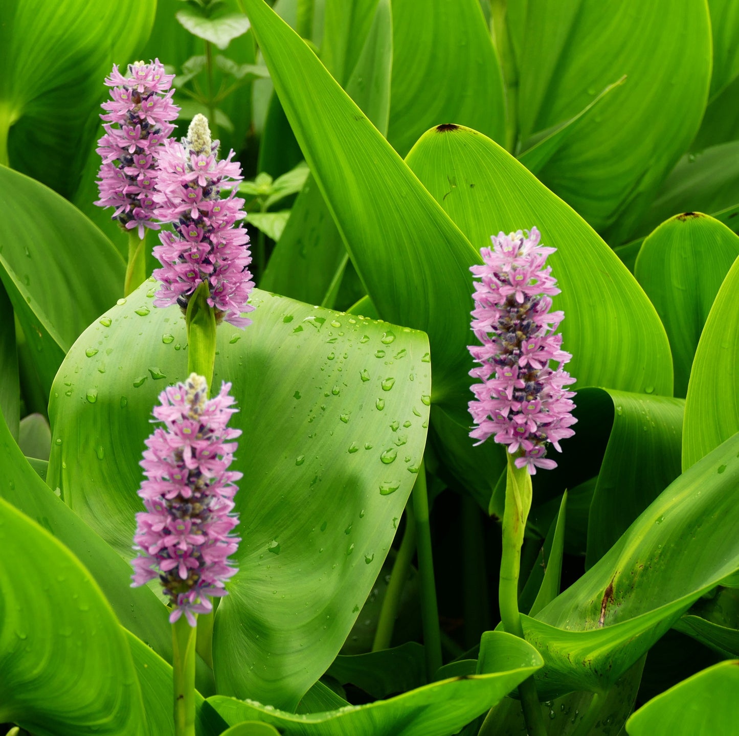 Pontederia Rosa - Pontederia Cordata - 15 Plantas_1