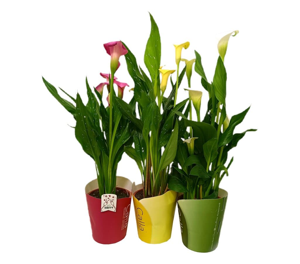 Calla Variada M13 (lirio)_0