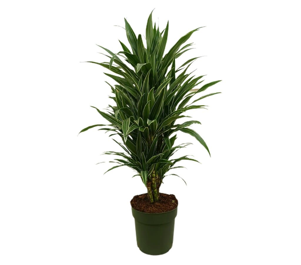 Dracena Warneckei M27 80-100cm_0