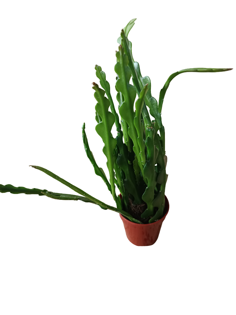 Epiphyllum anguliger planta zig zag suculenta colgante Ø6
