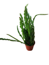 Epiphyllum anguliger planta zig zag suculenta colgante Ø6