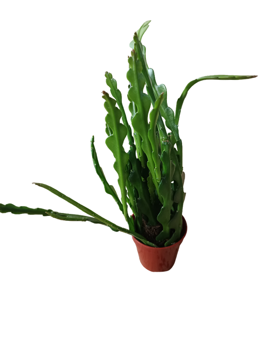 Epiphyllum Anguliger Planta Zig Zag Suculenta Colgante Ø6_0