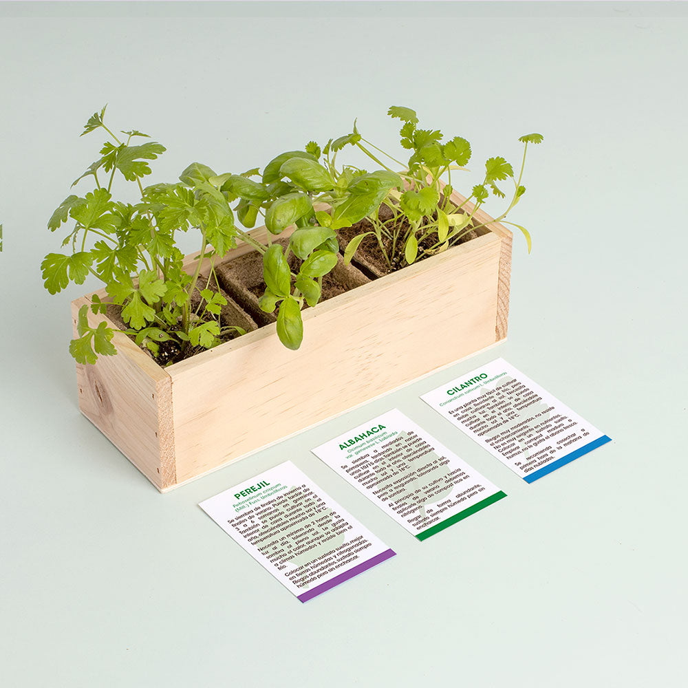 Mini Huerto Hierbas Aromáticas (perejil, Albahaca Y Cilantro) | Kit De Cultivo En Casa Fácil Y Natural_2