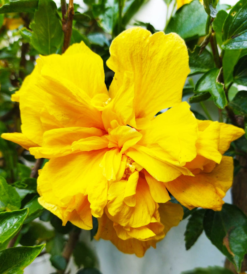 Hibiscus Sinensis Amarillo_1
