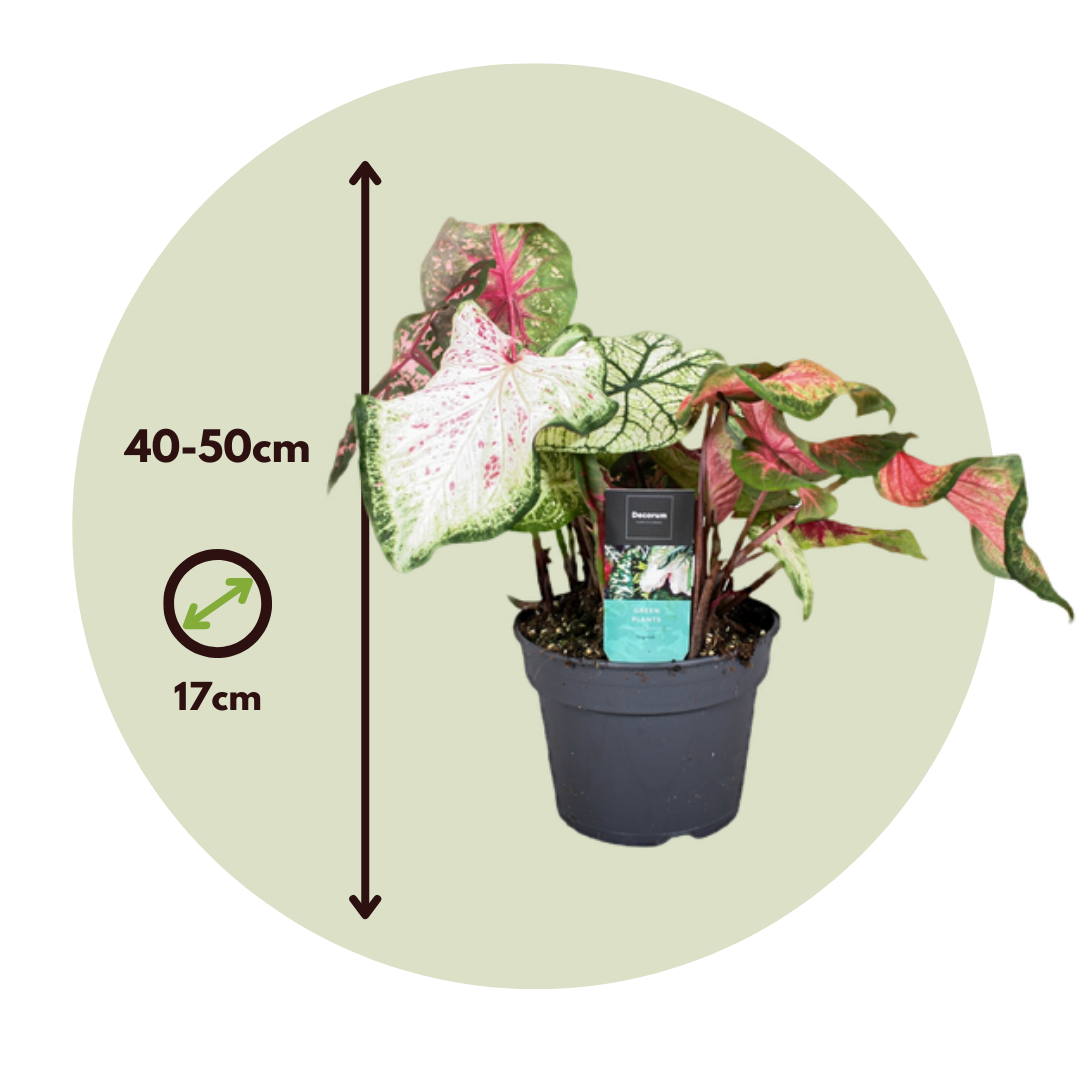 Caladio - Caladium 'carnaval' - Altura 40-50cm - ⌀17cm_2