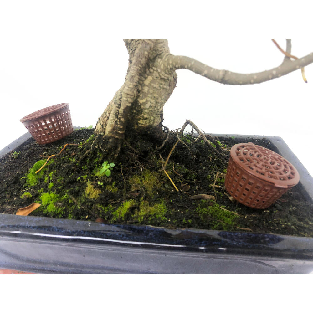 Contenedor Abono Orgánico Bonsái Con Tapa (10 Unidades) 4.5cm Diámetro_0
