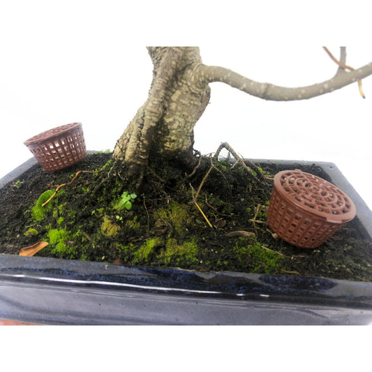 Contenedor Abono Orgánico Bonsái Con Tapa (10 Unidades) 4.5cm Diámetro_0
