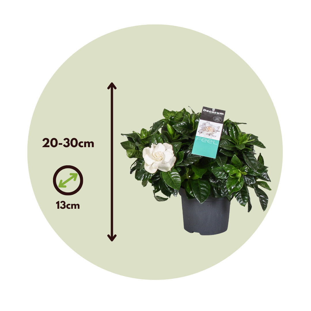 Jazmín De Arabia - 4 Pzs - Gardenia Jasminoides - Altura 20-30cm - ⌀13cm_2