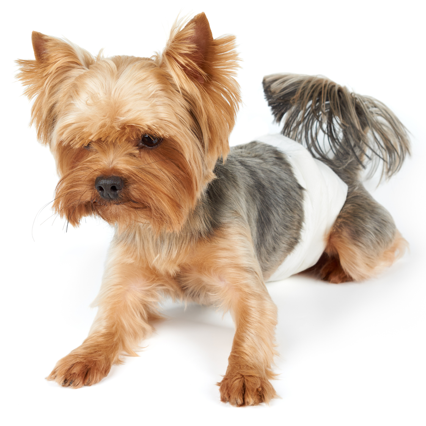 Pañales Desechables Para Perros Macho 10 Unidades Talla M_2