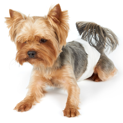 Pañales Desechables Para Perros Macho 10 Unidades Talla M_2