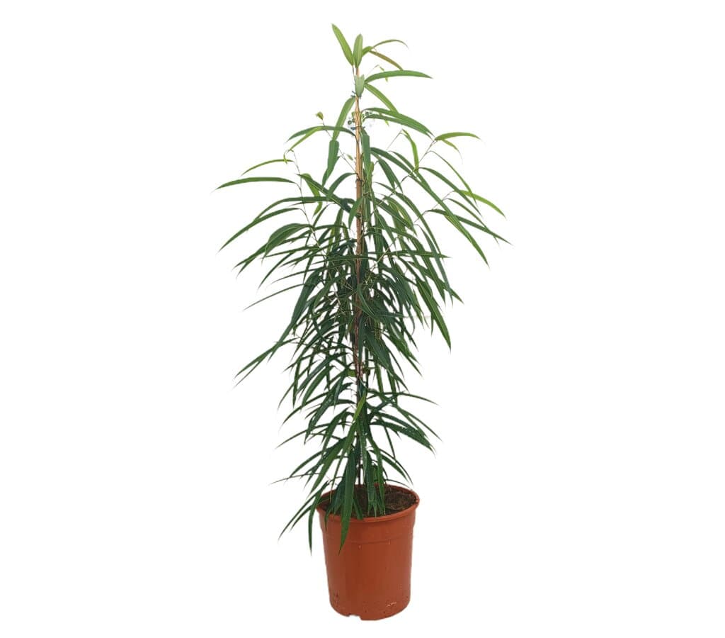 Ficus Binnendijkii Alii M27 180cm_0