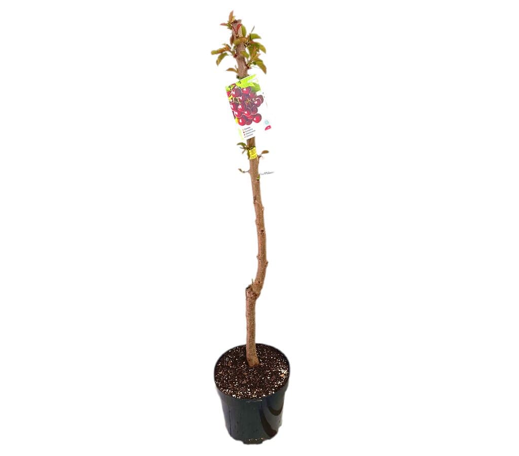 Cerezo Picota M25 120-150cm_1