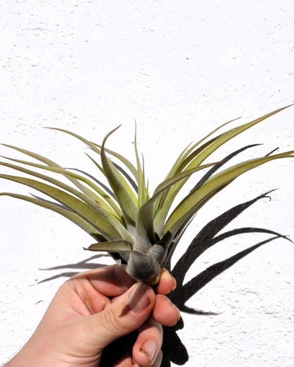 Tillandsia capitata 'Peach'; tillandsia melocotón, planta del aire; Curiosarium; altura 10-20 cm, Diámetro 12-25 cm_5