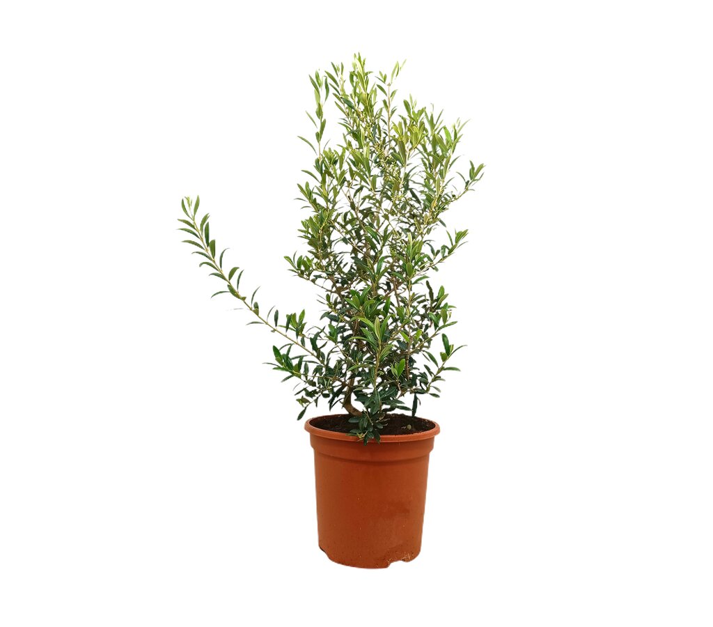 Olivo M24 100cm_0