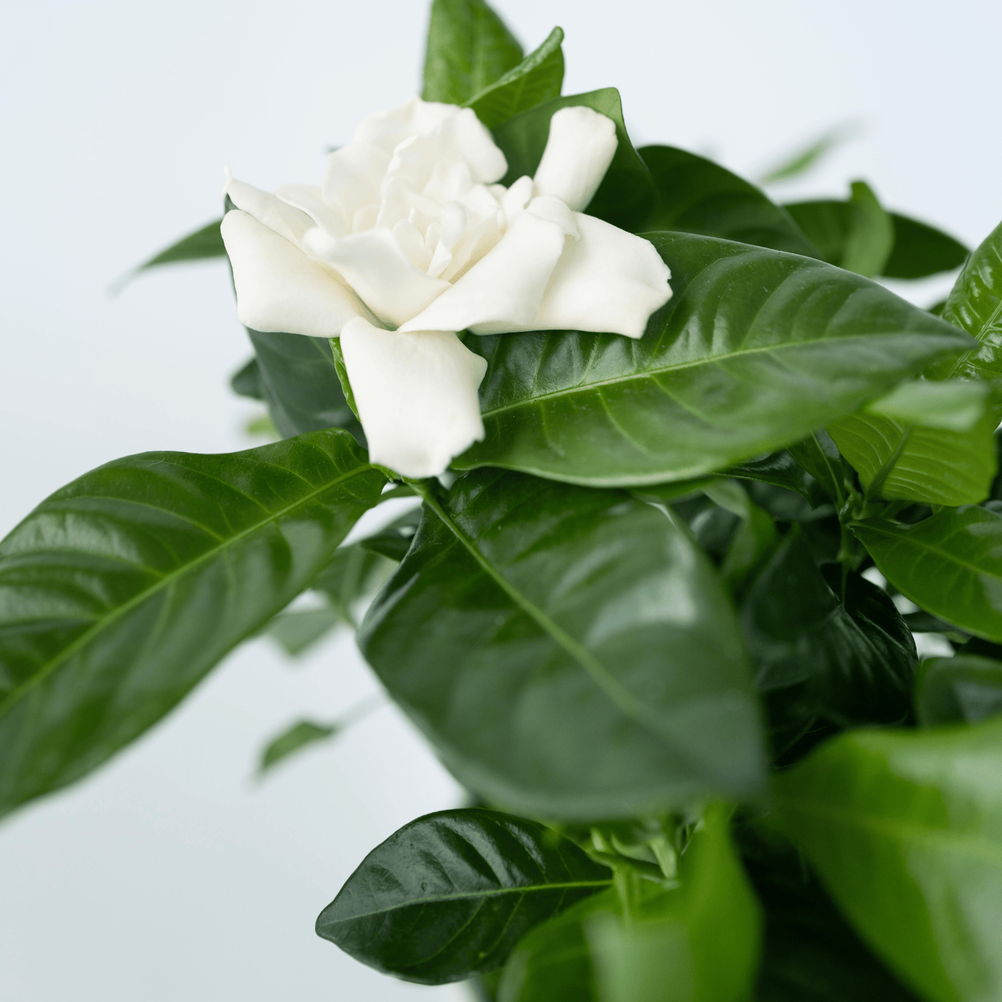 Jazmín De Arabia - Gardenia Jasminoides - Altura 20-30cm - ⌀13cm