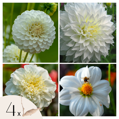 Tubérculos De Dalia - 4 Pzs - Dahlia 'white Love' - Blanco_0