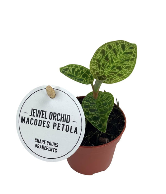 Planta Natural Macodes Petola 1 Ud Ø 6 Alt. 8_0