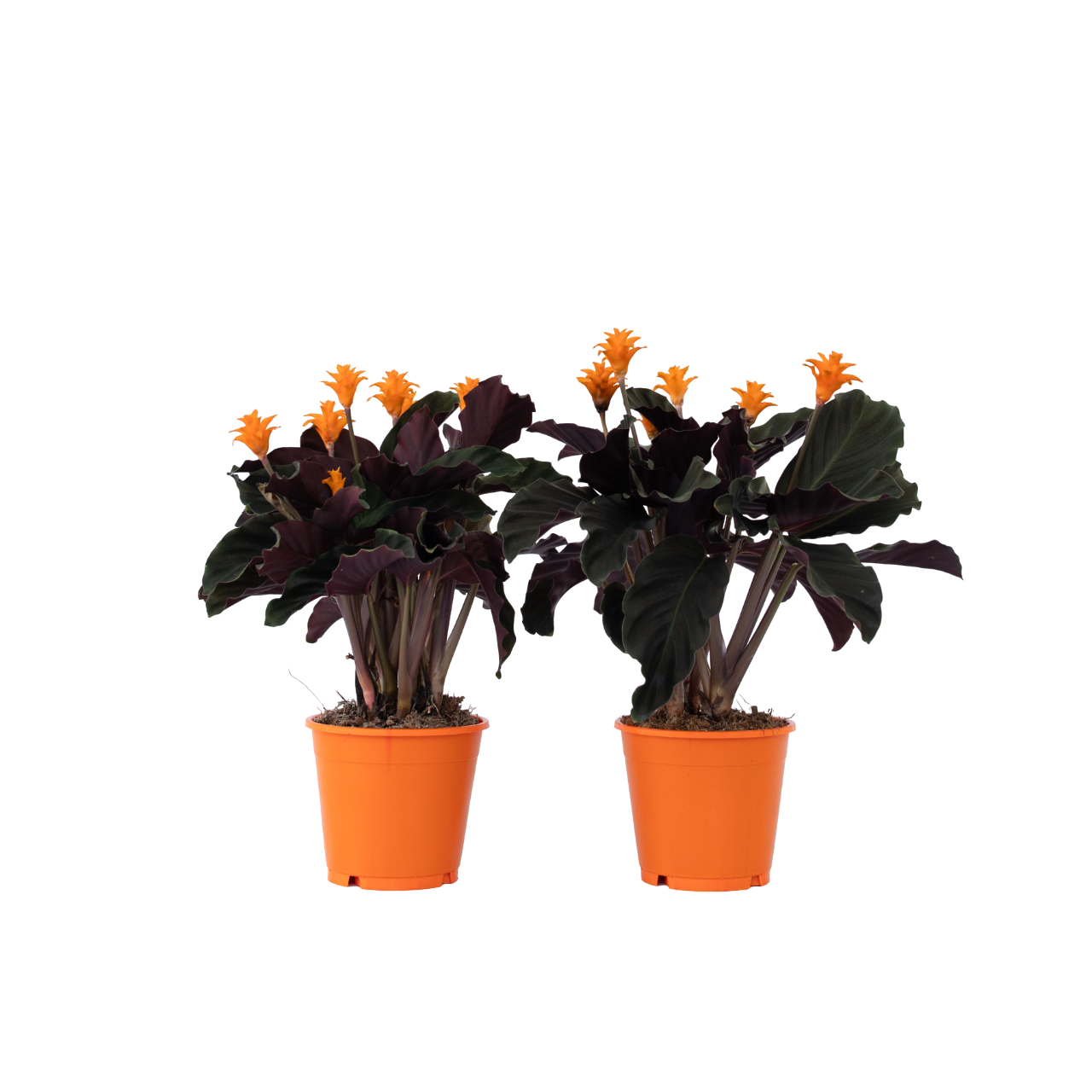 Flor De La Llama Eterna - 2 Pzs - Calathea 'tassmania' - Altura 40-50cm - ⌀14cm