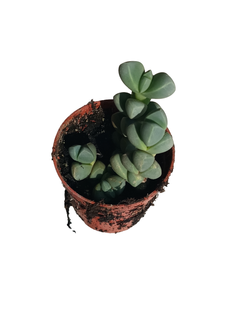 Corpuscularia Lenmanii Planta Suculenta Ø5 Cms_0