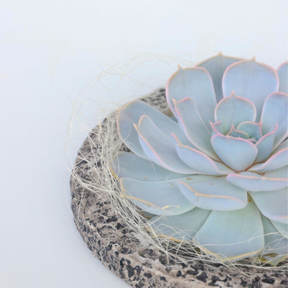 Echeveria Koala Bowl - Echeveria Lilacina - Altura 8cm