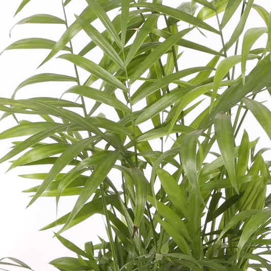 Palmera De Salón - Chamaedorea - Altura Total Aprox. 80cm. - Planta Natural_0