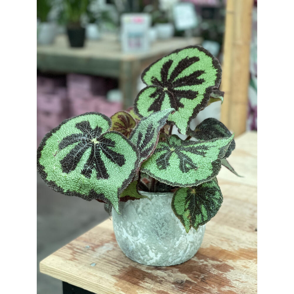 Begonia Masoniana M15 40cm_2