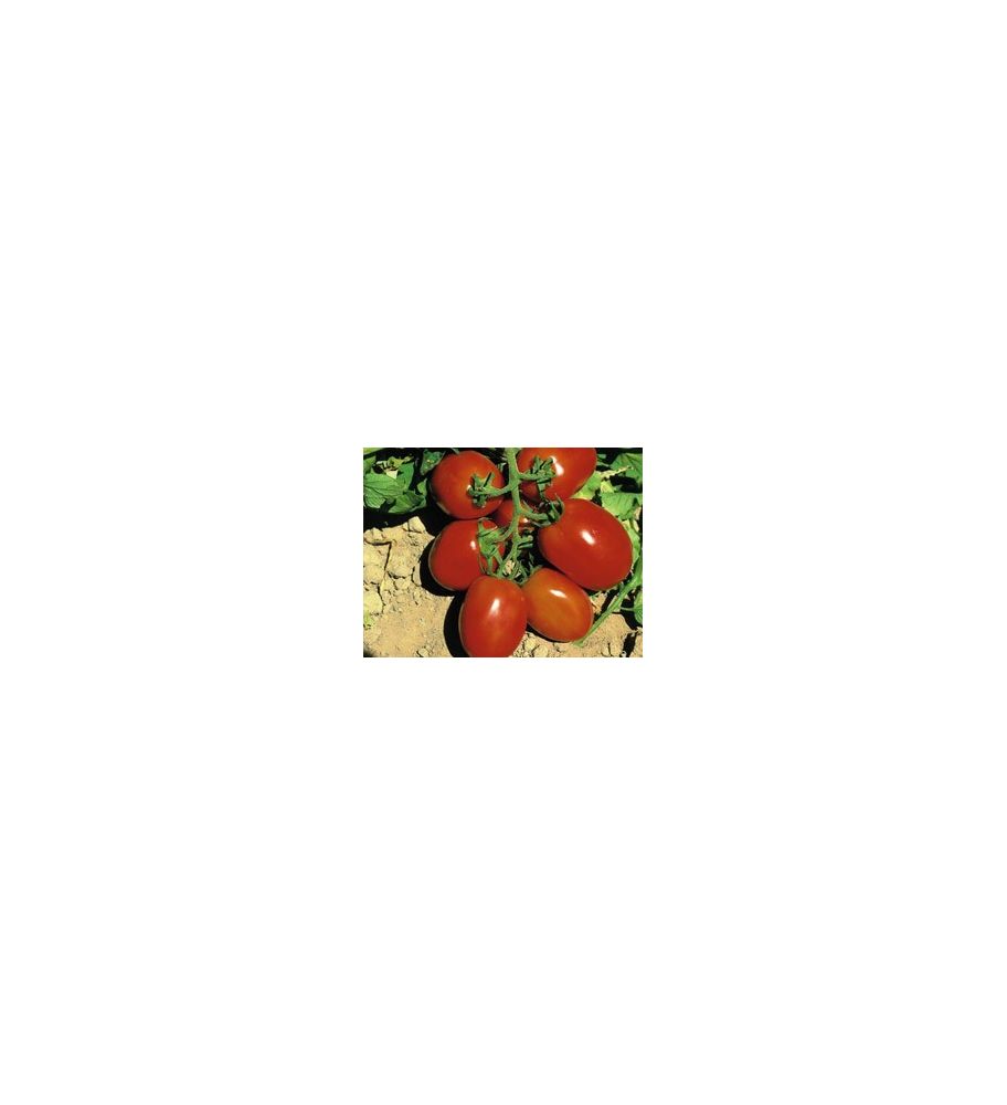 Plantón Tomate De Pera Rio Grande (10 Unidades)_1