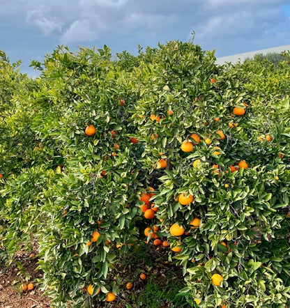 Caja De Naranjas Valencianas Frescas Tropitop 15kg_2