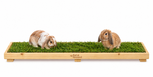 Petground, Cama Para Conejos, Caja De Madera, Accesorio, Mueble Xl: 120 X 42 Cm_0
