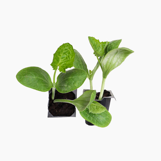 Plantón Calabacín Largo Verde 2 Unidades - Plantabo_0